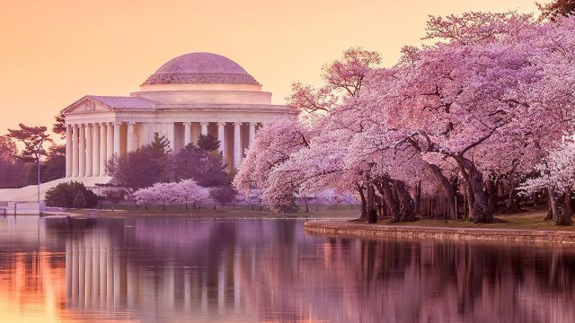 Mandarin Oriental, Washington D.C. Hotel - Washington DC, USA - Cherry Blossoms Monument View