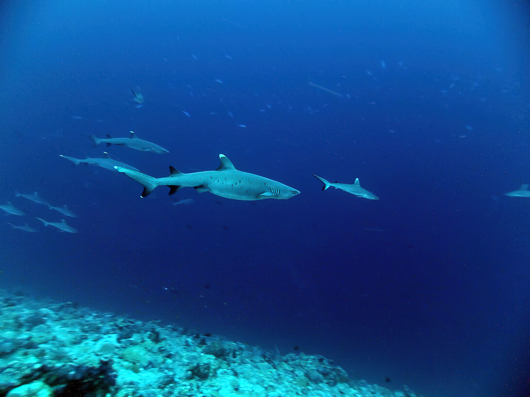 You & Me Maldives Resort - Uthurumaafaru, Raa Atoll, Maldives - Scuba Diving