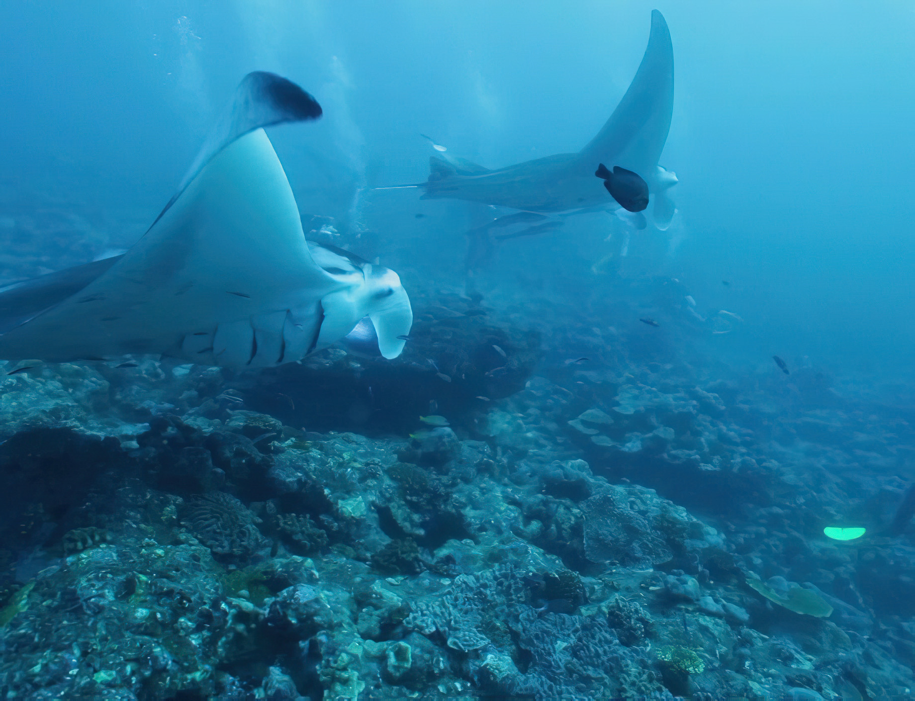 You & Me Maldives Resort - Uthurumaafaru, Raa Atoll, Maldives - Scuba Diving