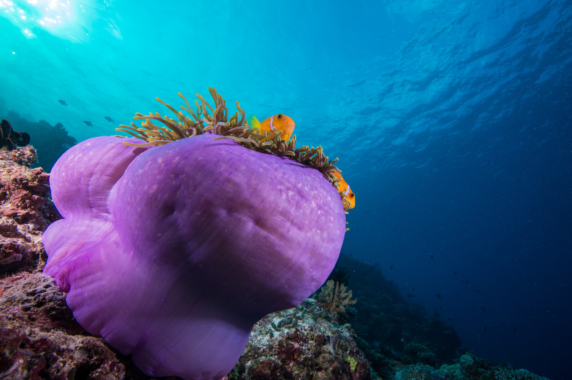You & Me Maldives Resort - Uthurumaafaru, Raa Atoll, Maldives - Scuba Diving