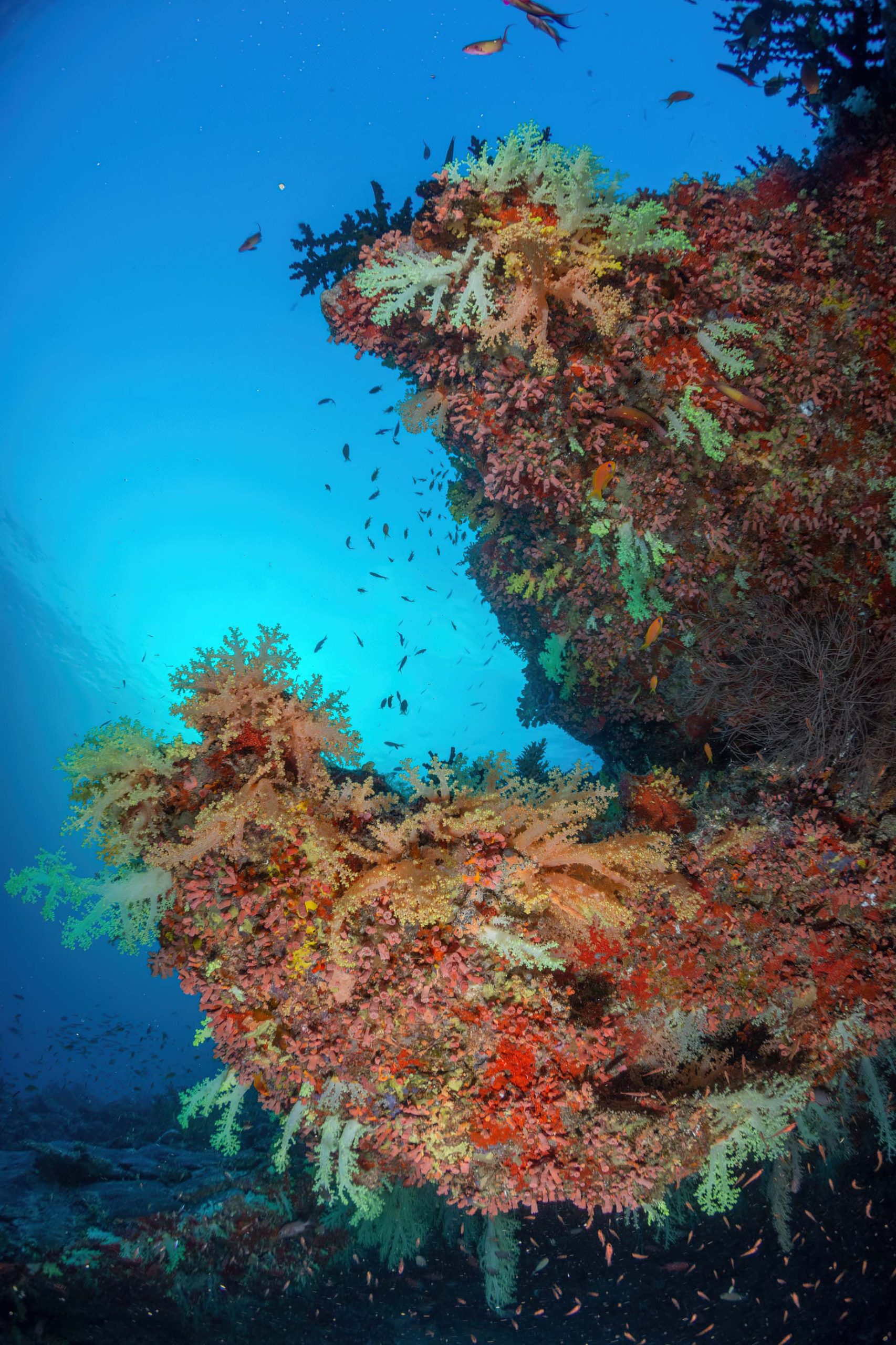 You & Me Maldives Resort - Uthurumaafaru, Raa Atoll, Maldives - Scuba Diving