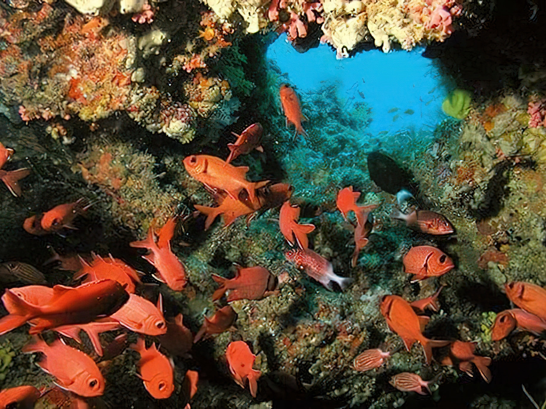 Constance Ephelia Resort – Port Launay, Mahe, Seychelles – Snorkeling