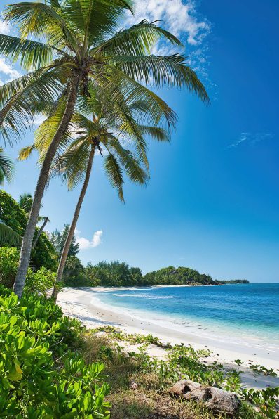 Constance Lemuria Resort - Praslin, Seychelles - Palm Tree and White Sand Beach
