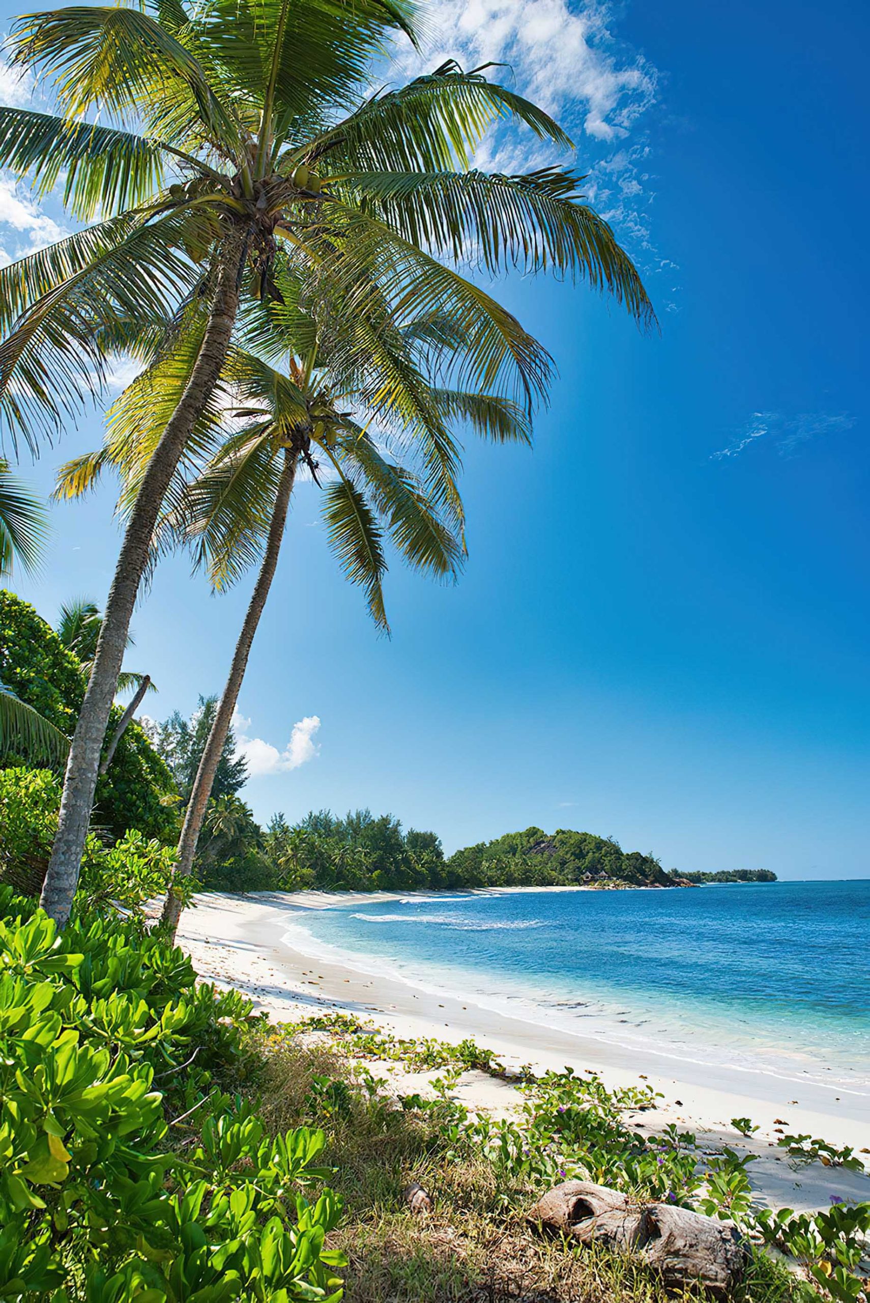 Constance Lemuria Resort – Praslin, Seychelles – Palm Tree and White Sand Beach