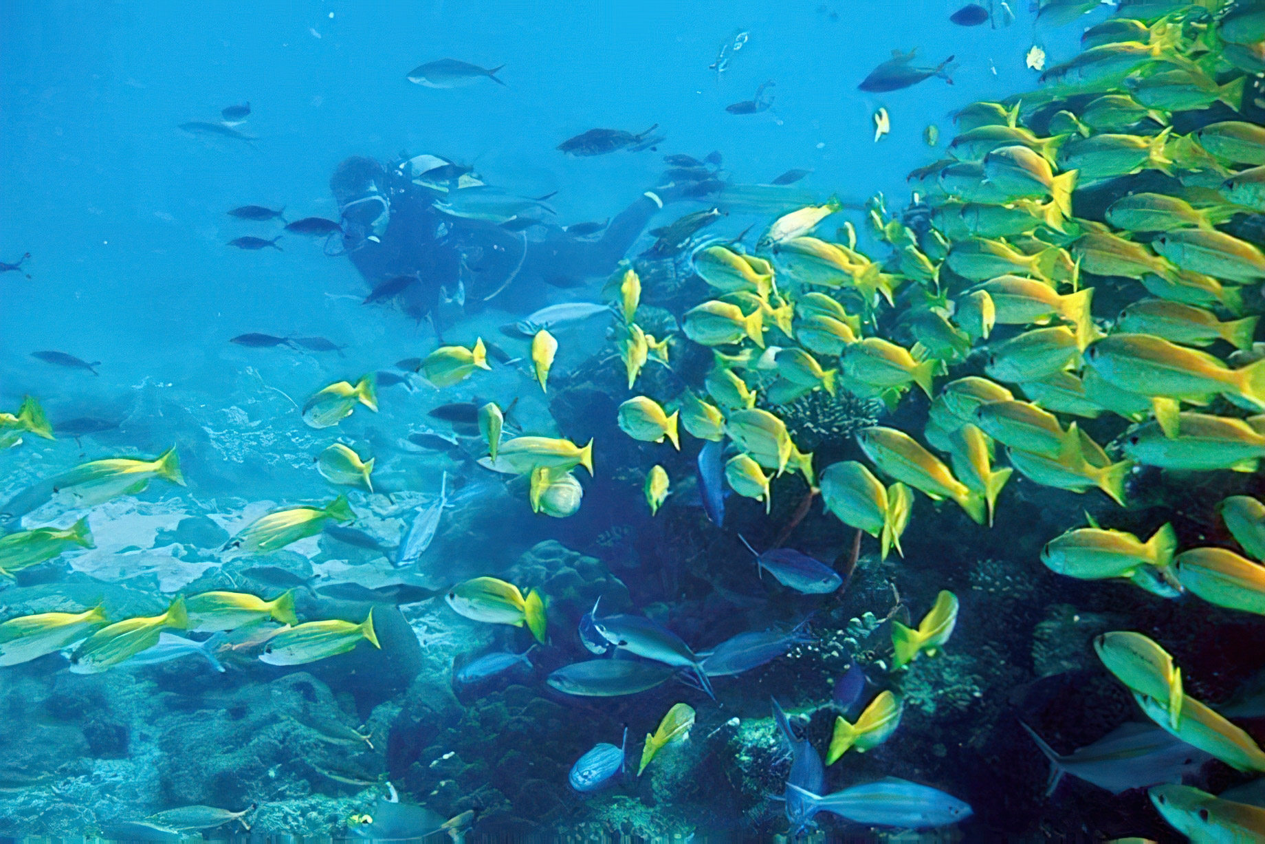 Constance Ephelia Resort – Port Launay, Mahe, Seychelles – Scuba Diving