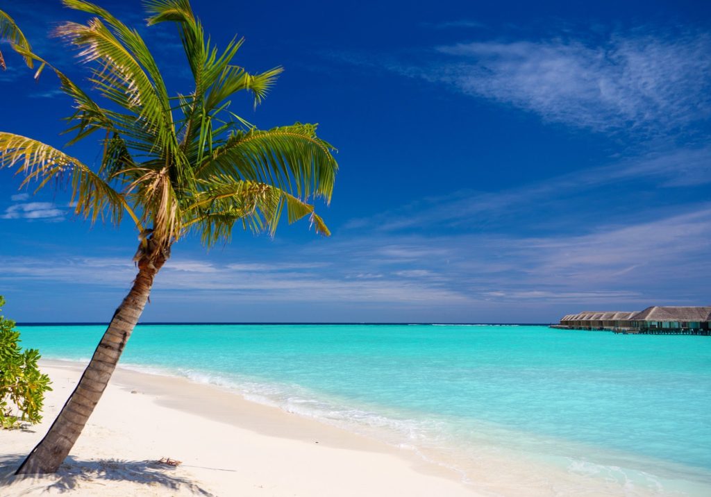 Baglioni Resort Maldives - Maagau Island, Rinbudhoo, Maldives - Beach Palm Tree