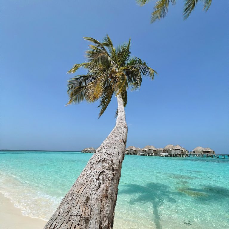 Constance Halaveli Resort – North Ari Atoll, Maldives – Beach Palm Tree