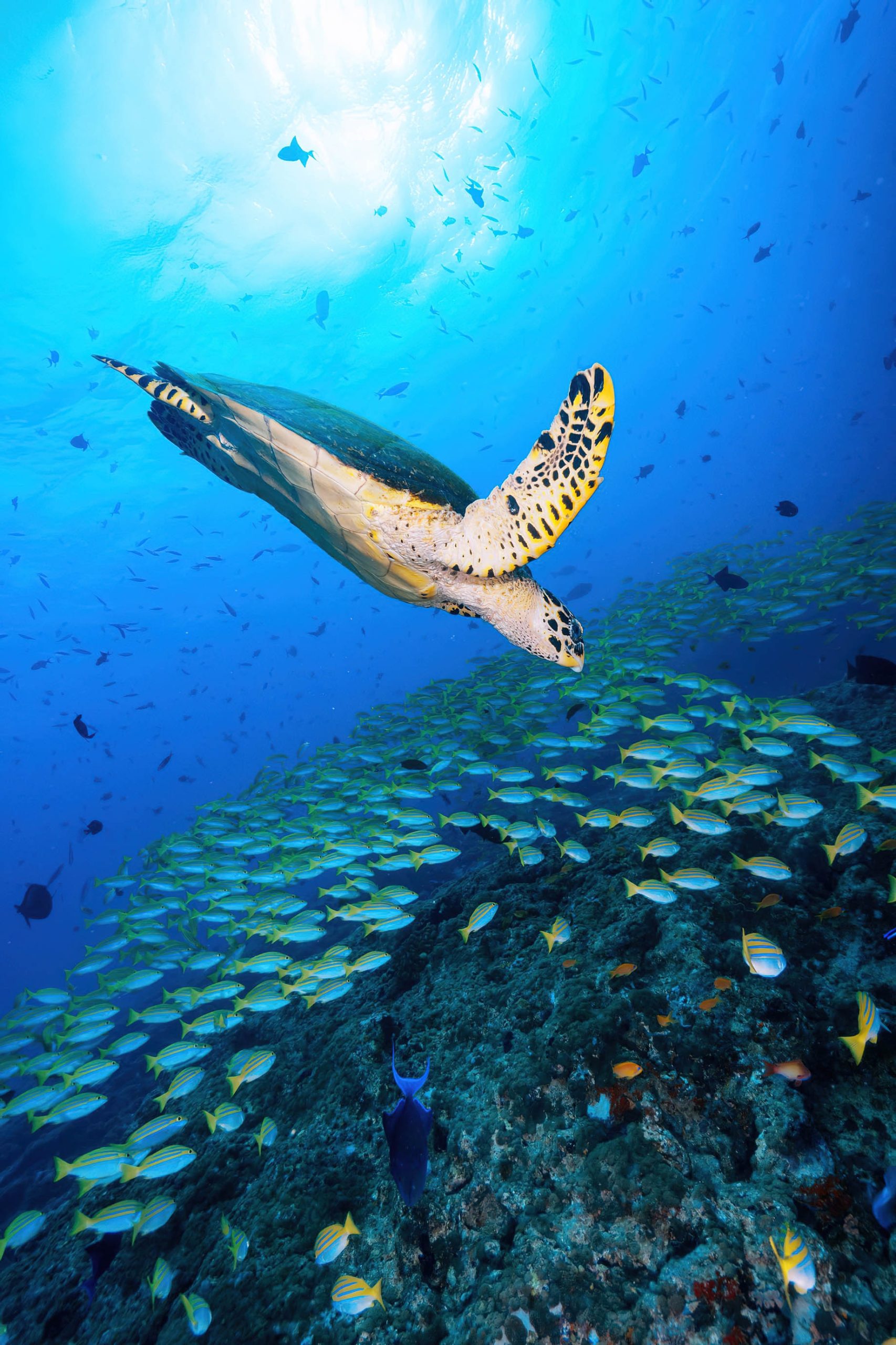 Constance Halaveli Resort – North Ari Atoll, Maldives – Turtle Underwater