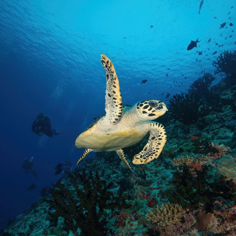 Constance Halaveli Resort – North Ari Atoll, Maldives – Turtle Underwater