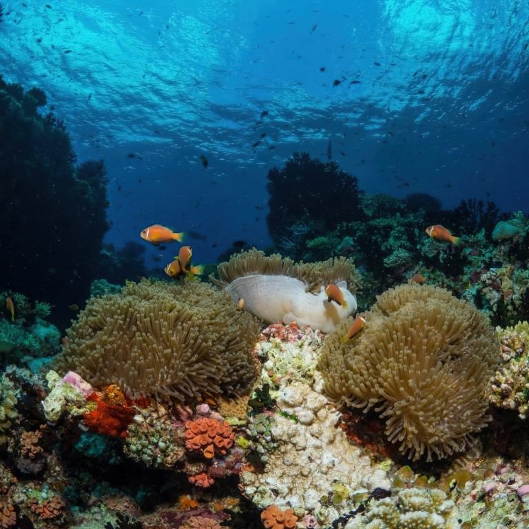 Constance Halaveli Resort – North Ari Atoll, Maldives – Coral Reef