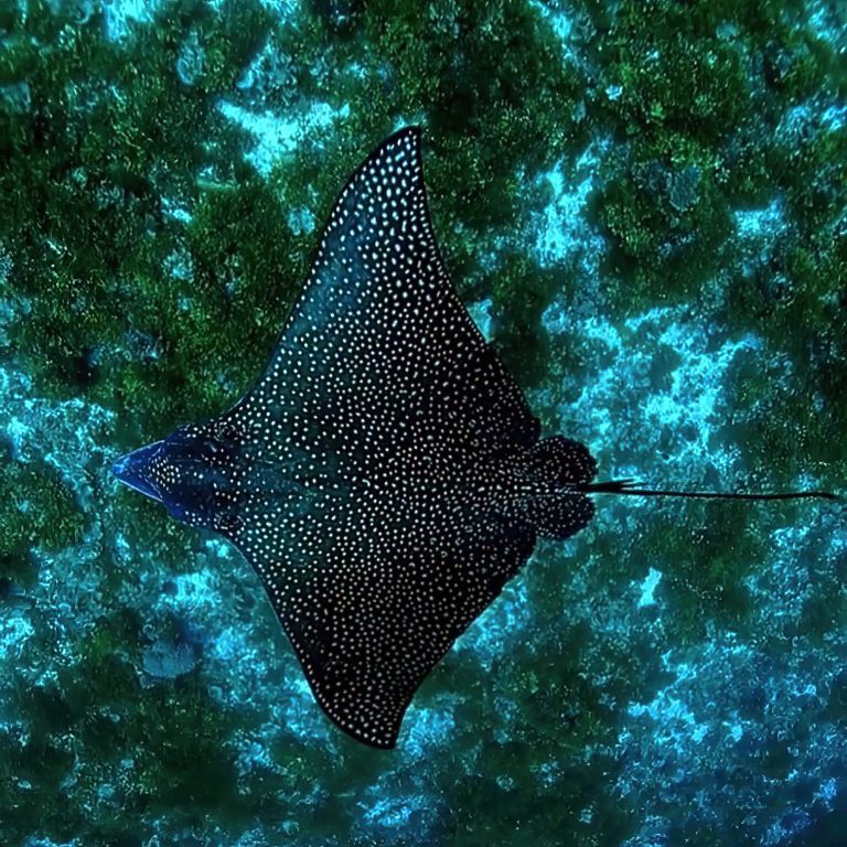Constance Halaveli Resort – North Ari Atoll, Maldives – Manta Ray