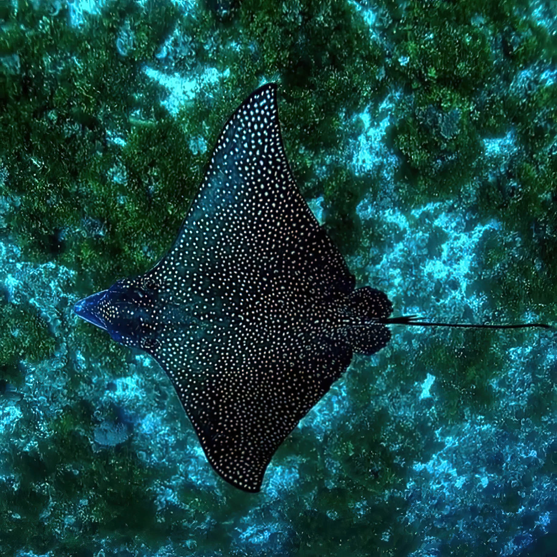 Constance Halaveli Resort - North Ari Atoll, Maldives - Manta Ray