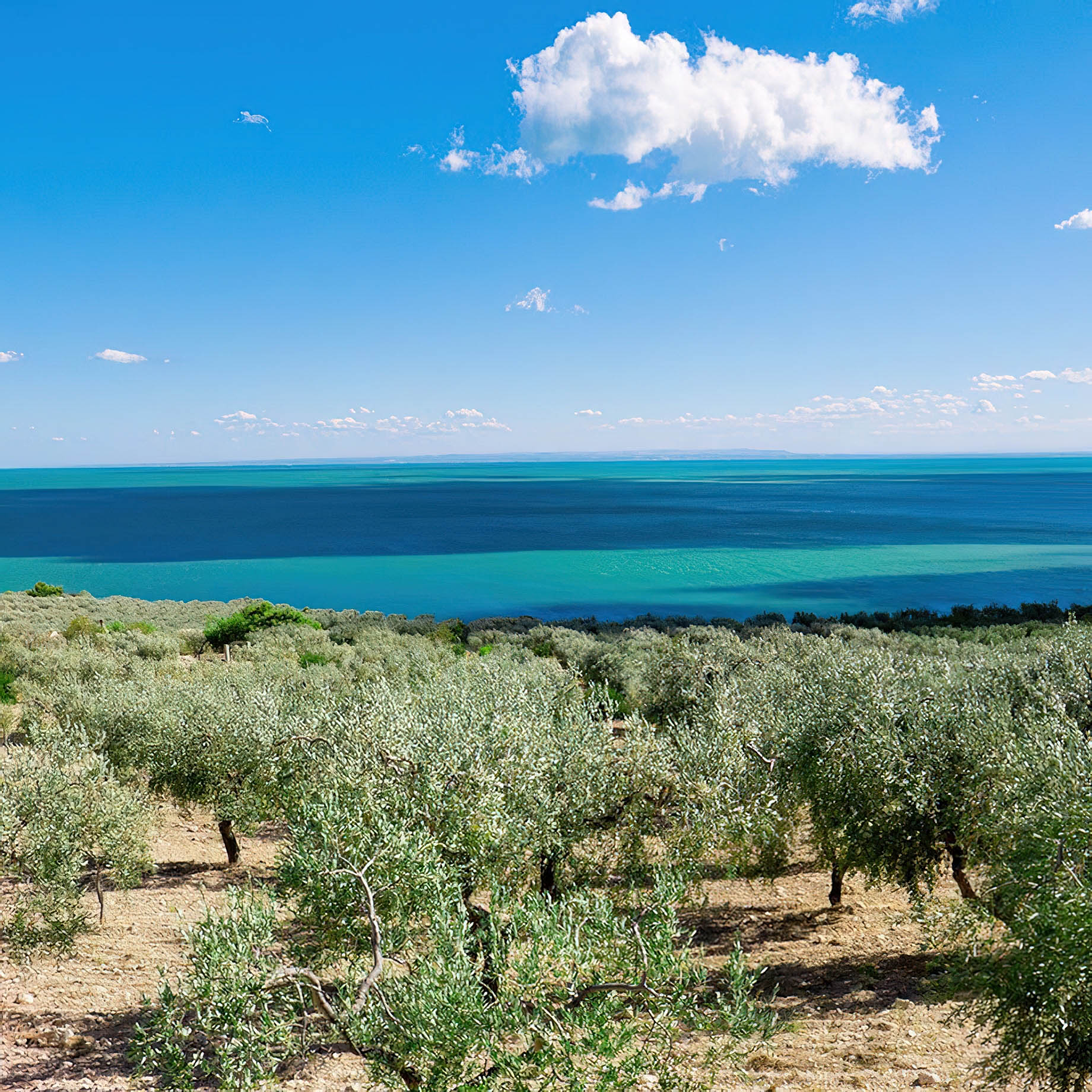 Baglioni Masseria Muzza Hotel - Puglia, Italy - Otranto Olive Trees