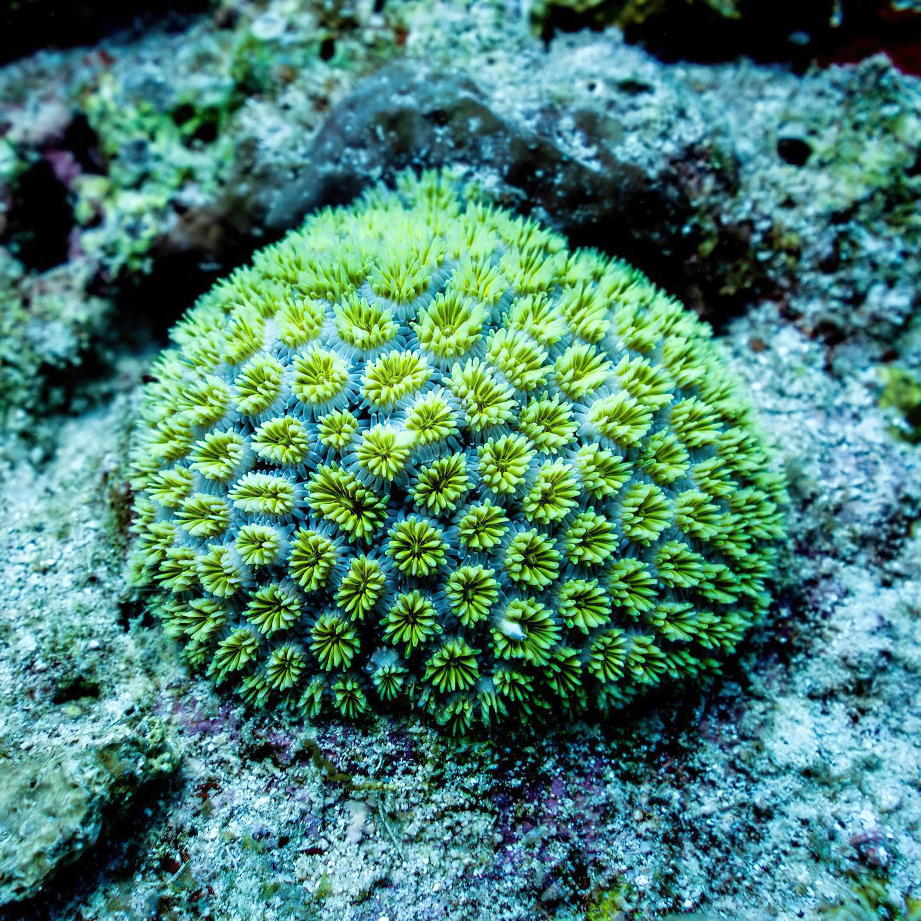 Constance Halaveli Resort - North Ari Atoll, Maldives - Coral Reef