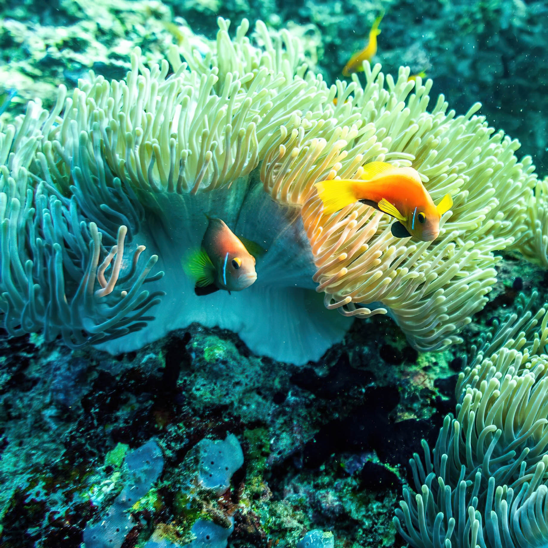 Constance Halaveli Resort - North Ari Atoll, Maldives - Coral Reef