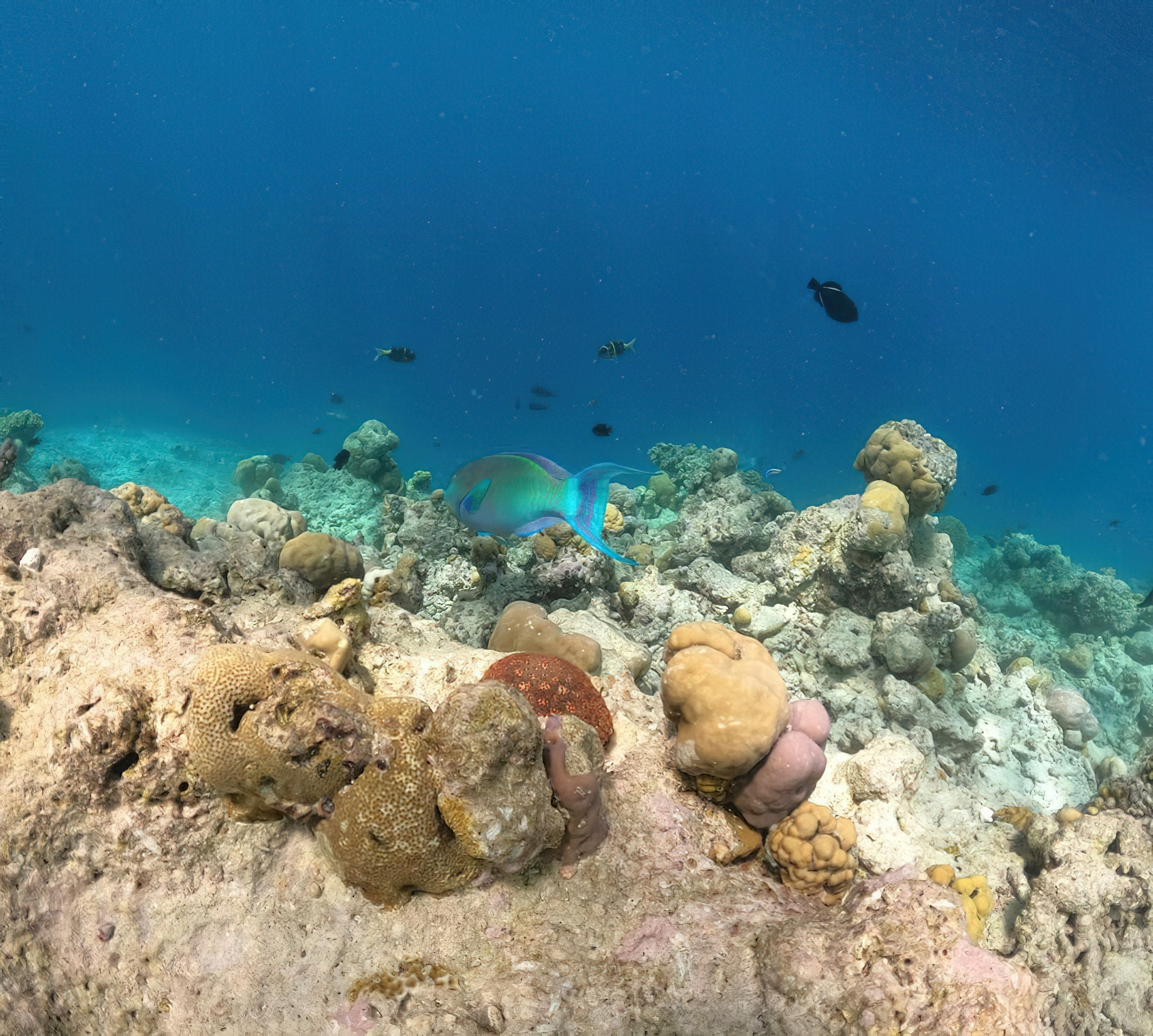 Constance Halaveli Resort – North Ari Atoll, Maldives – Coral Reef