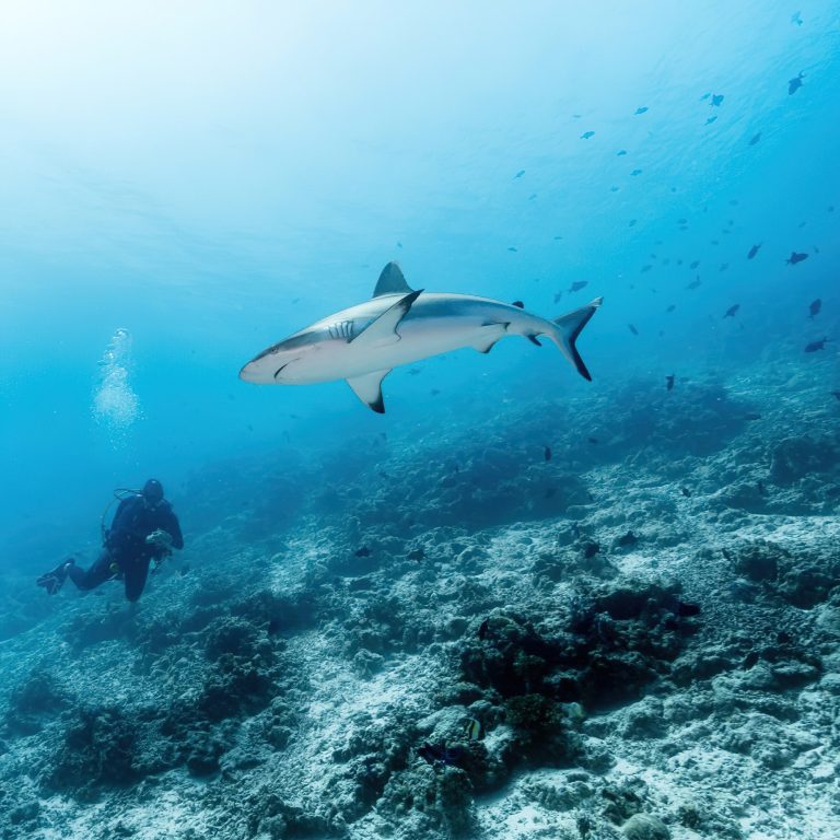 Constance Halaveli Resort – North Ari Atoll, Maldives – Scuba Diving