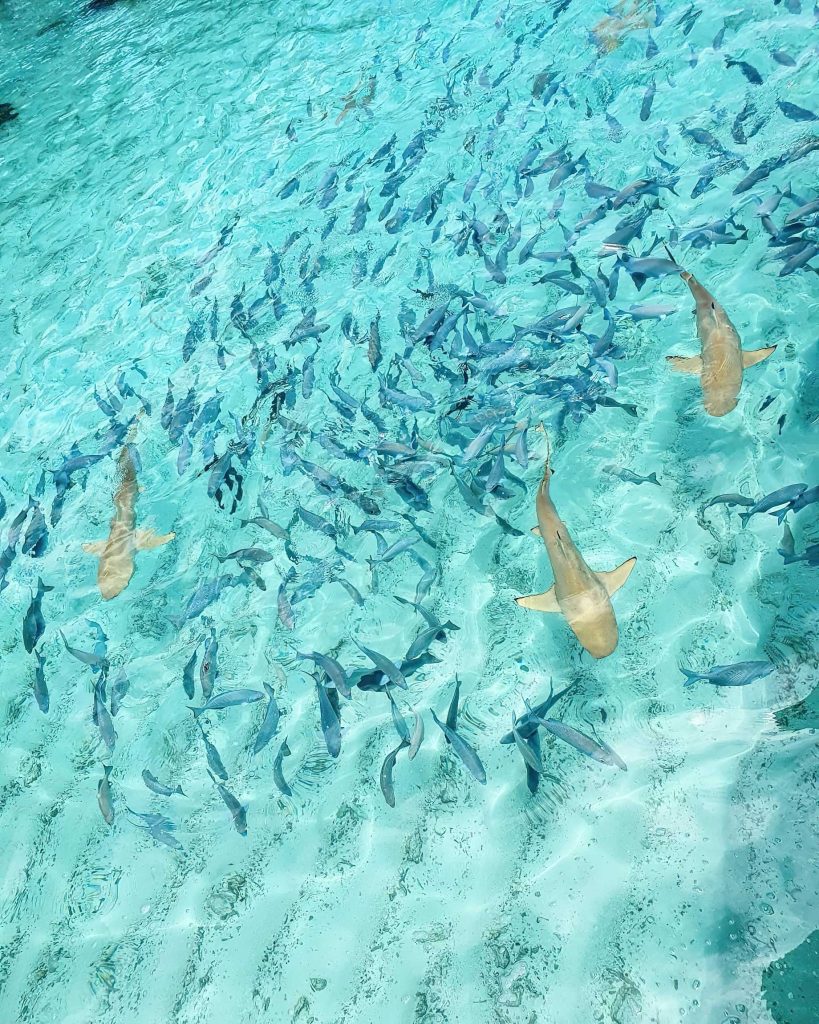 Constance Halaveli Resort - North Ari Atoll, Maldives - Sharks