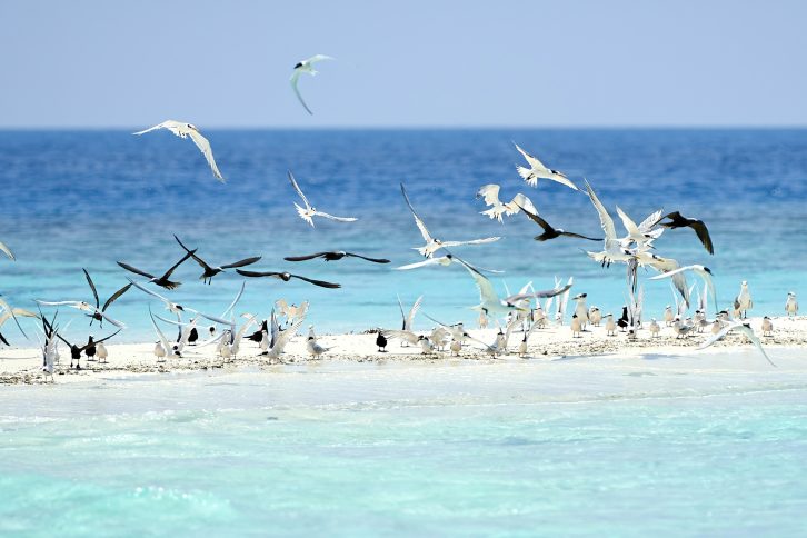 Constance Halaveli Resort - North Ari Atoll, Maldives - Ocean Birds