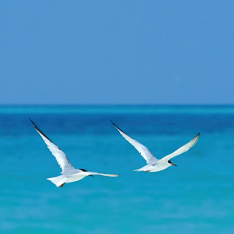 Constance Halaveli Resort – North Ari Atoll, Maldives – Ocean Birds