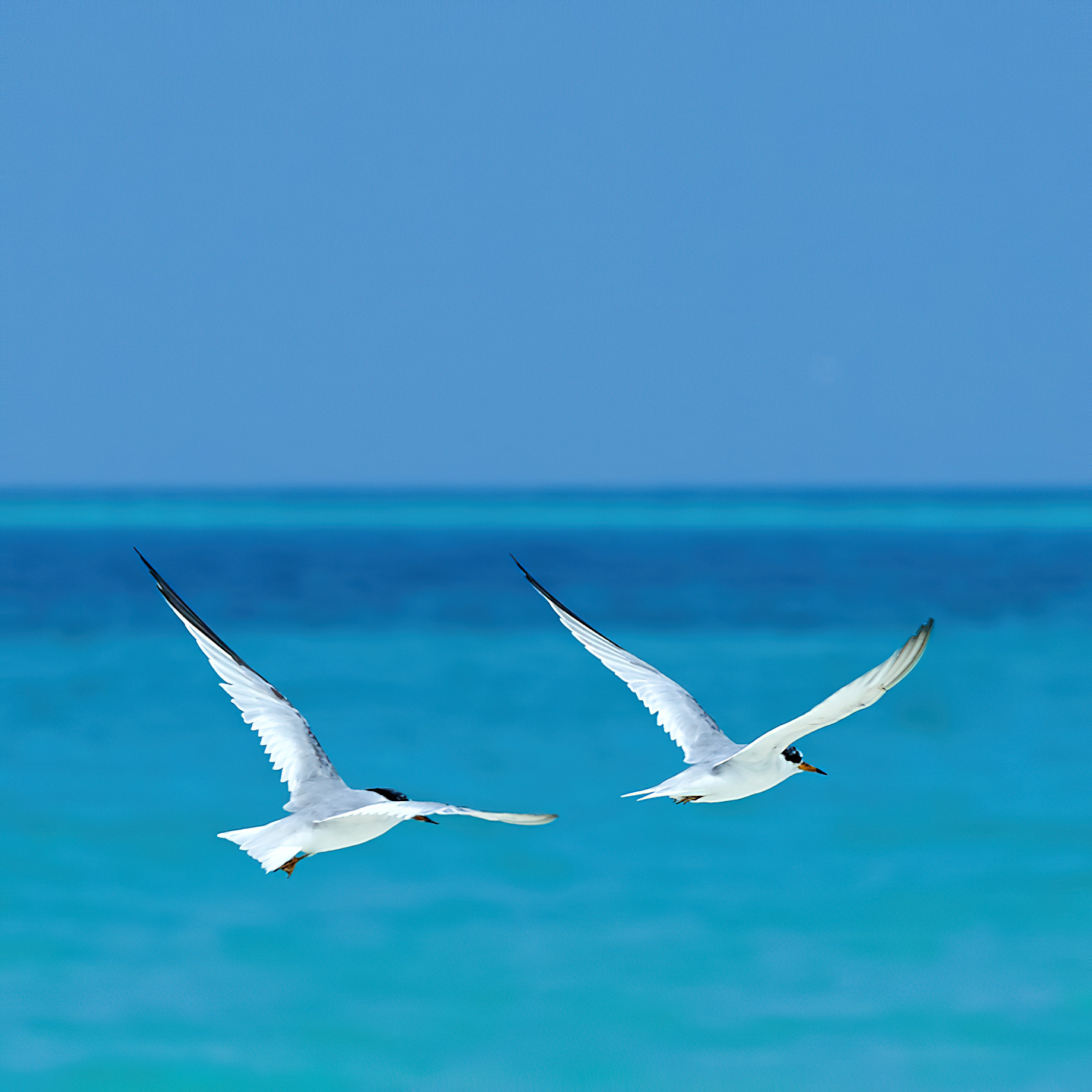 Constance Halaveli Resort - North Ari Atoll, Maldives - Ocean Birds