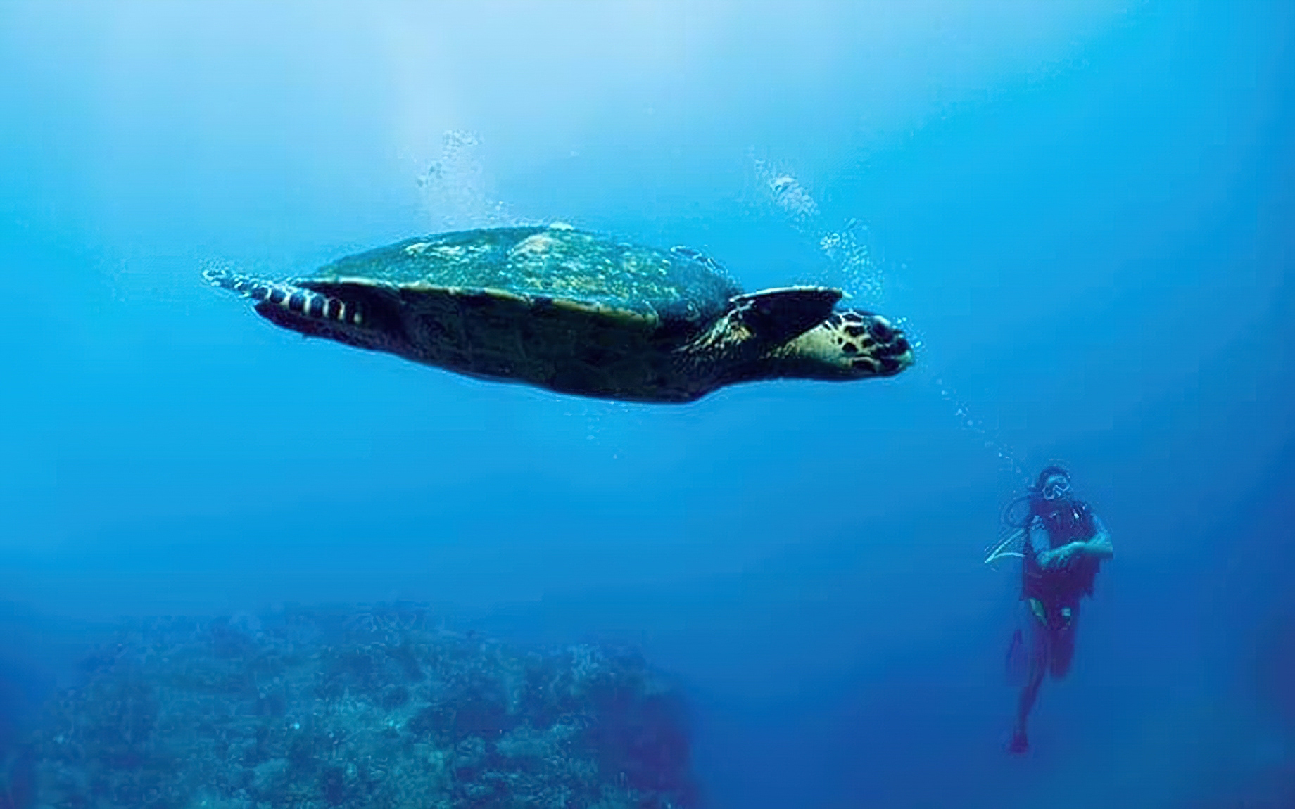 Constance Tsarabanjina Island Resort Madagascar Scuba Diving TRAVOH