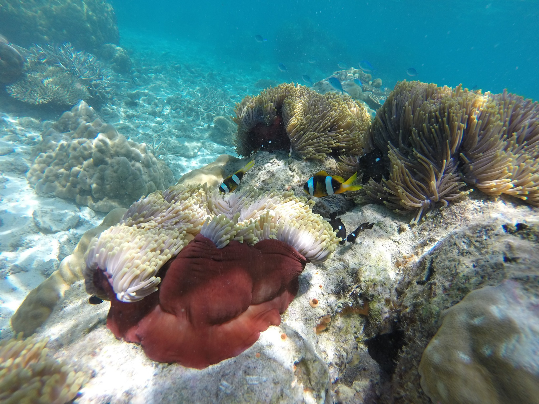 Constance Tsarabanjina Island Resort – Madagascar – Scuba Diving
