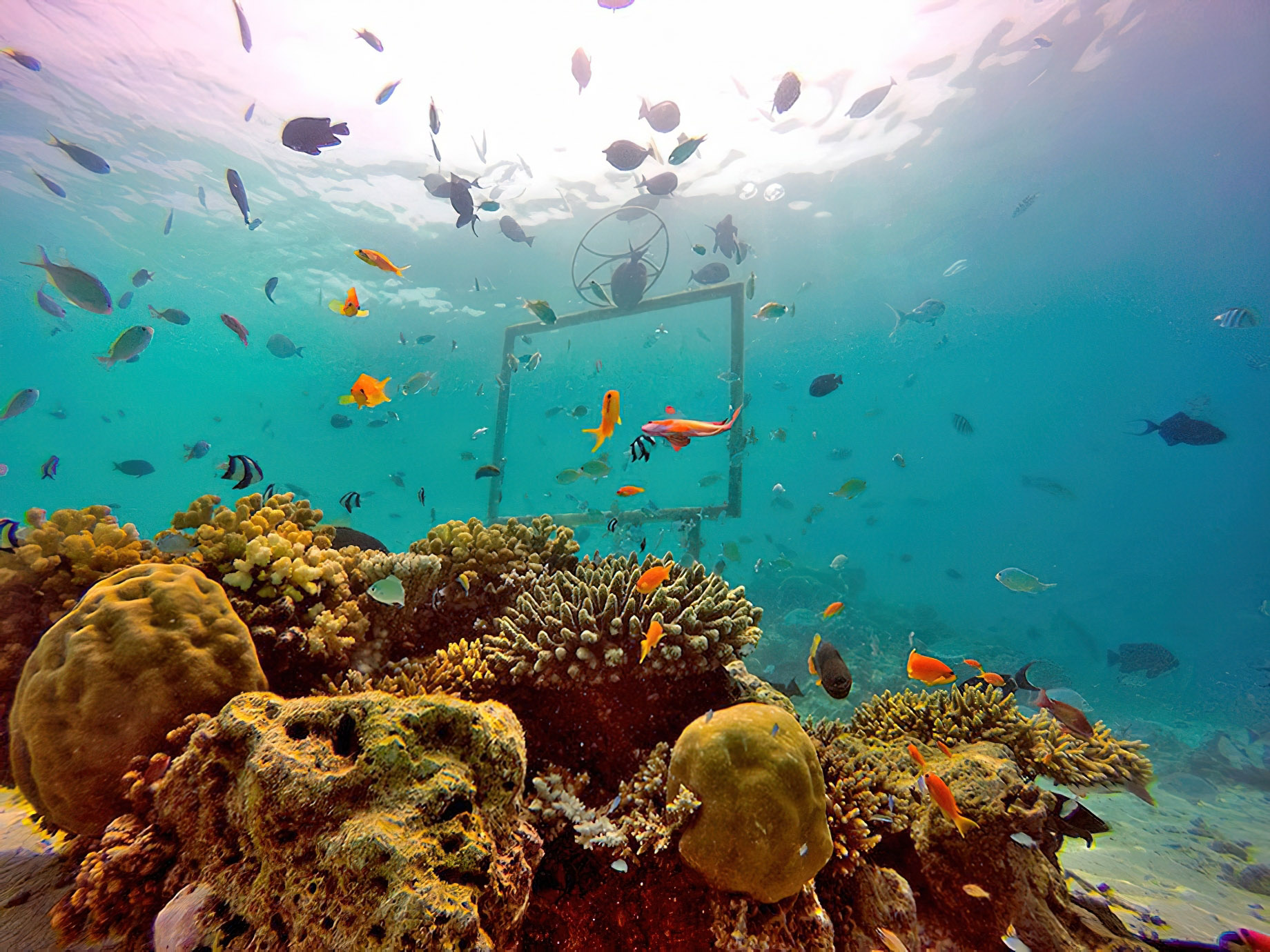 Constance Moofushi Resort – South Ari Atoll, Maldives – Underwater View