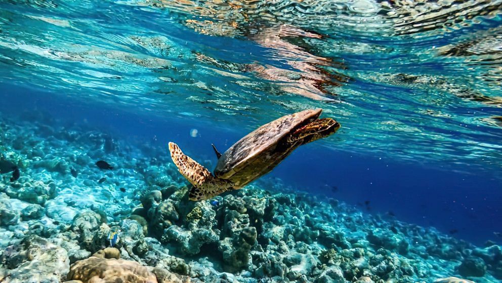 Constance Moofushi Resort - South Ari Atoll, Maldives - Turtle Underwater