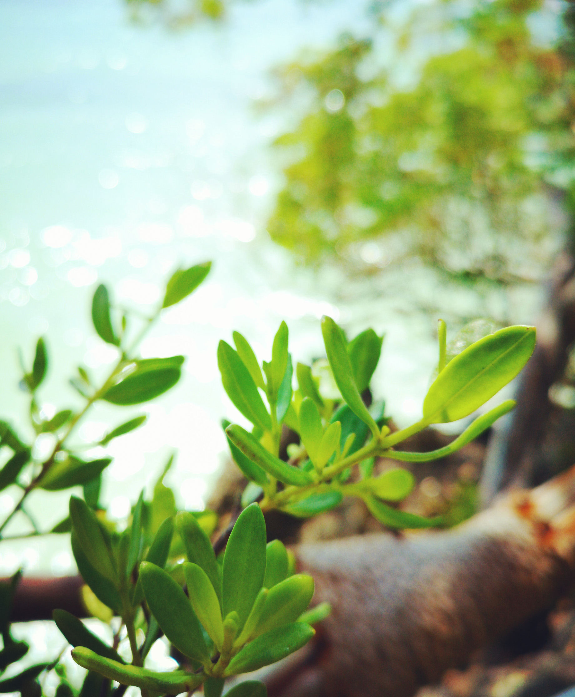 The Island Pongwe Lodge - Pongwe, Zanzibar, Tanzania - Nature