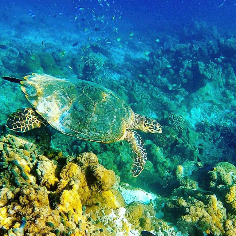 Constance Moofushi Resort – South Ari Atoll, Maldives – Turtle Underwater