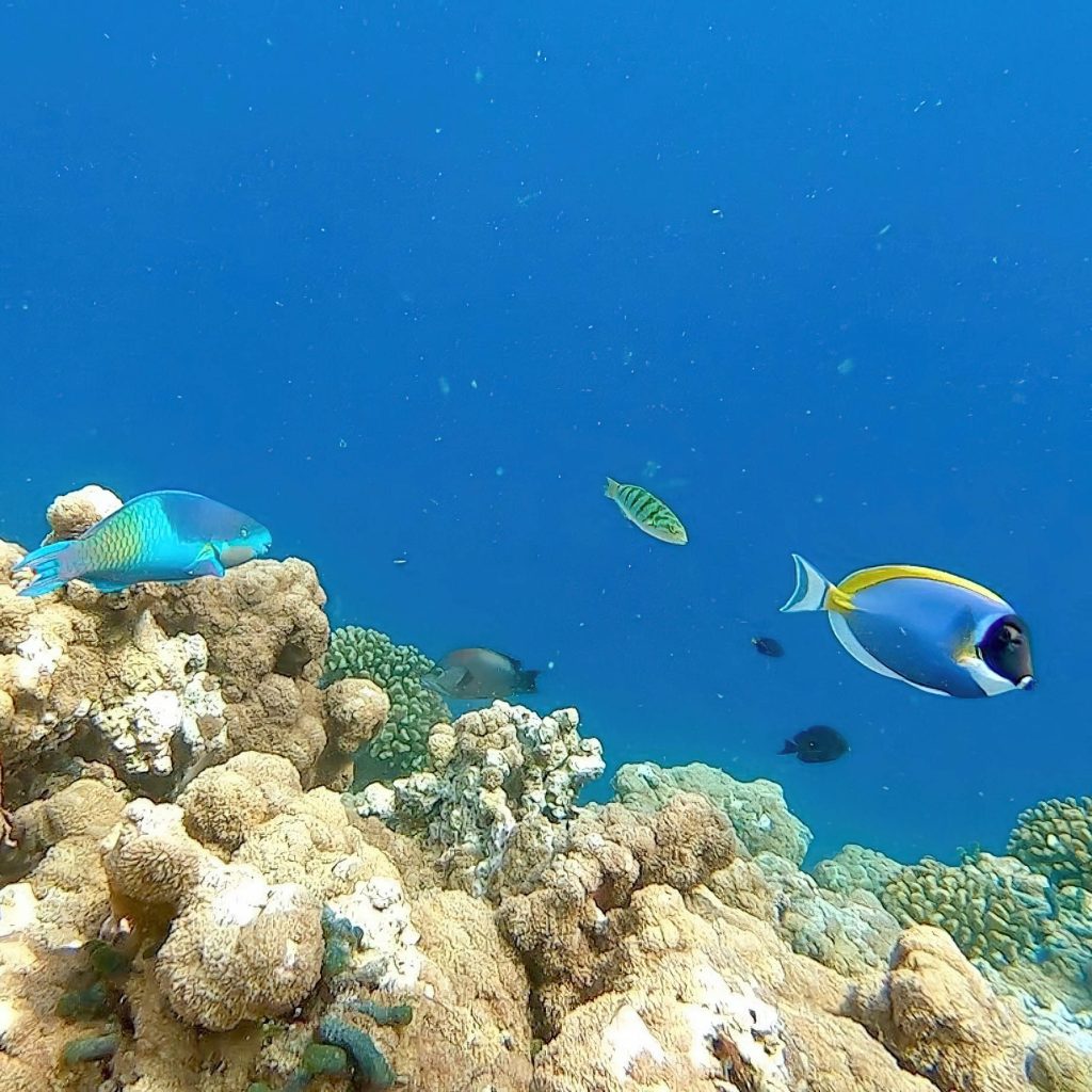Constance Moofushi Resort - South Ari Atoll, Maldives - Underwater View