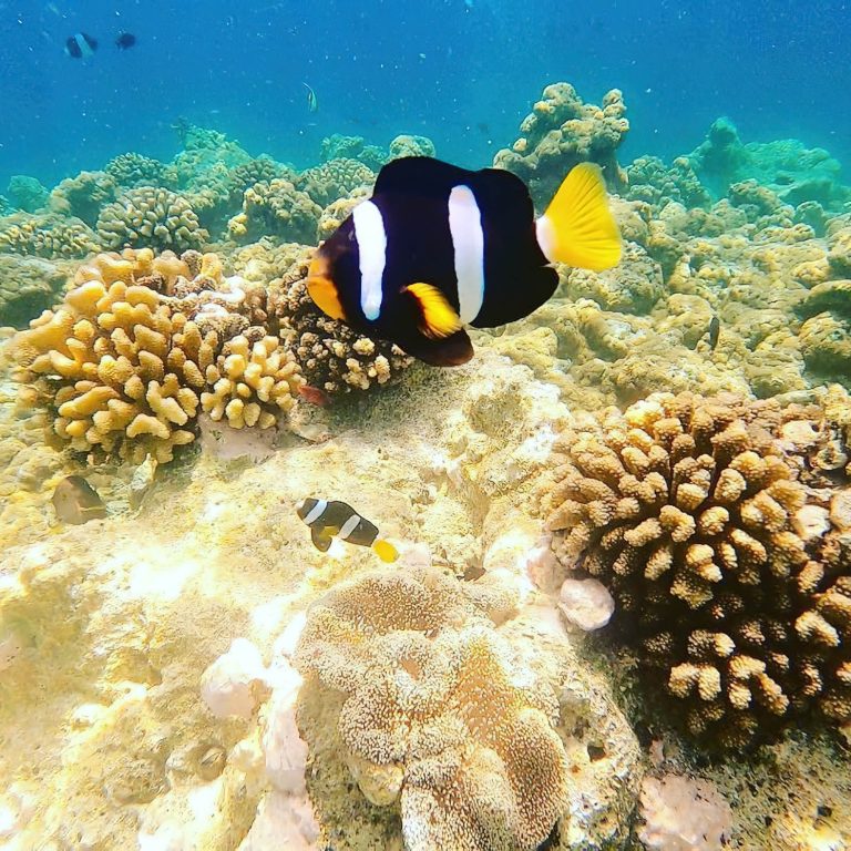 Constance Moofushi Resort – South Ari Atoll, Maldives – Underwater View