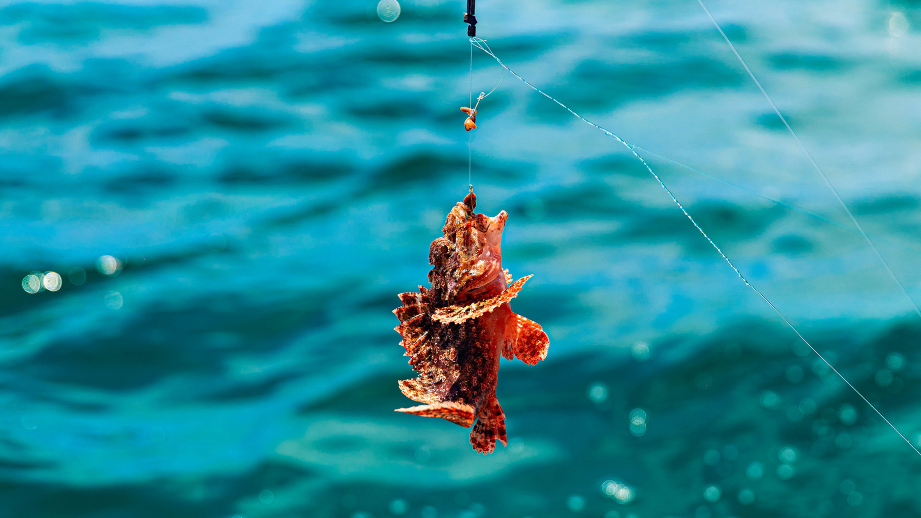 The Island Pongwe Lodge - Pongwe, Zanzibar, Tanzania - Fishing