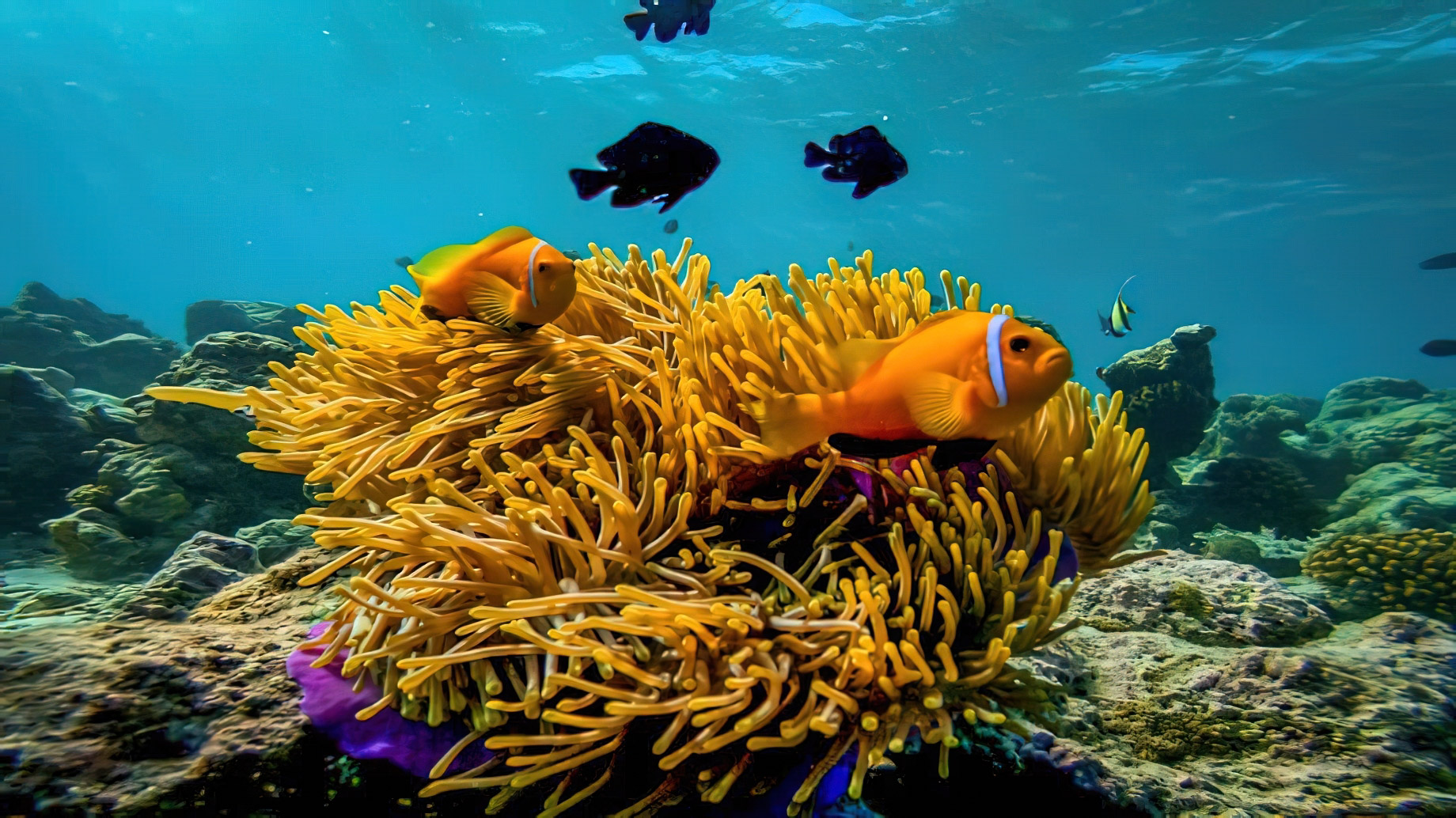 Constance Moofushi Resort – South Ari Atoll, Maldives – Fish Underwater