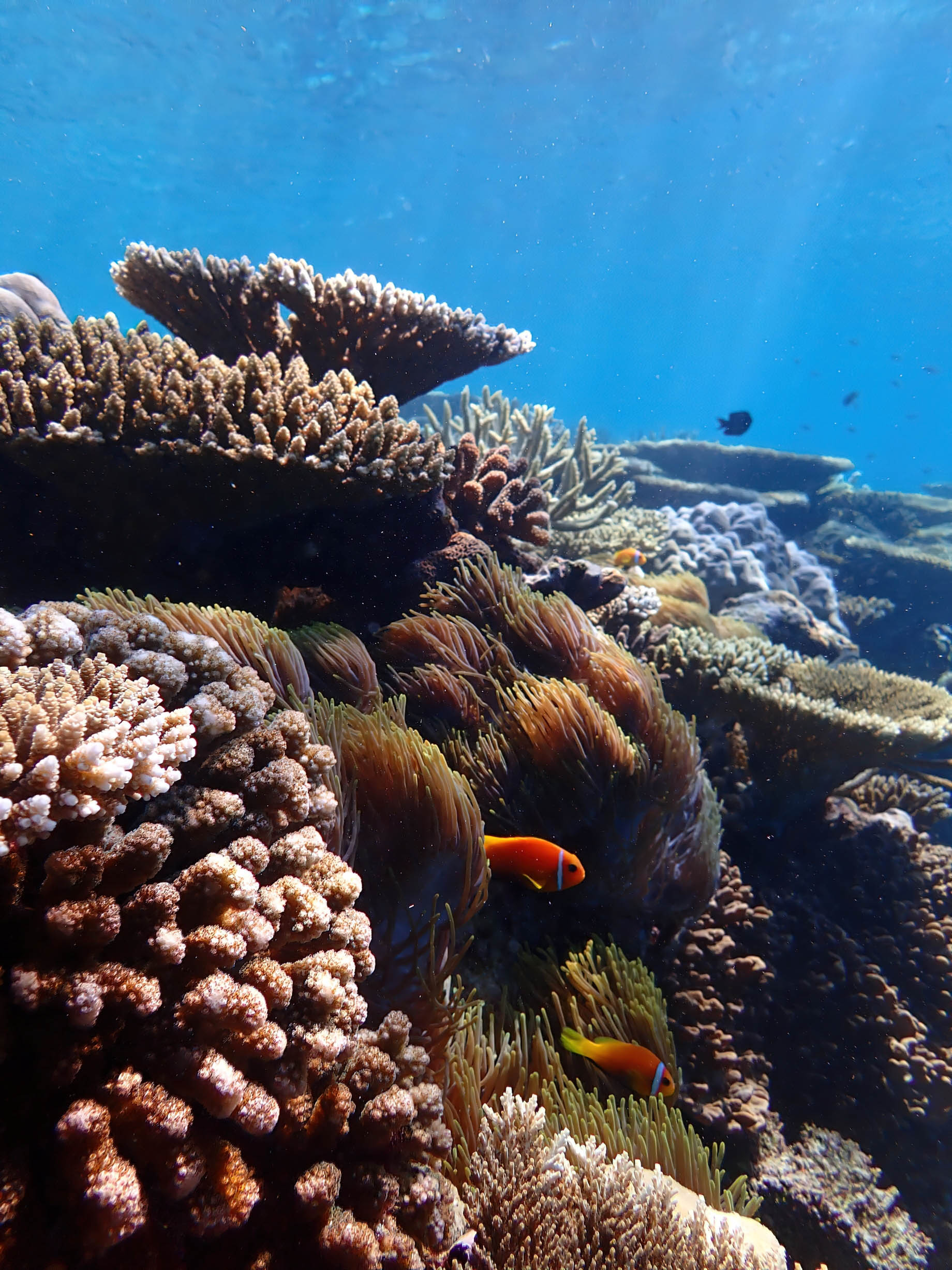 Constance Moofushi Resort - South Ari Atoll, Maldives - Fish Underwater