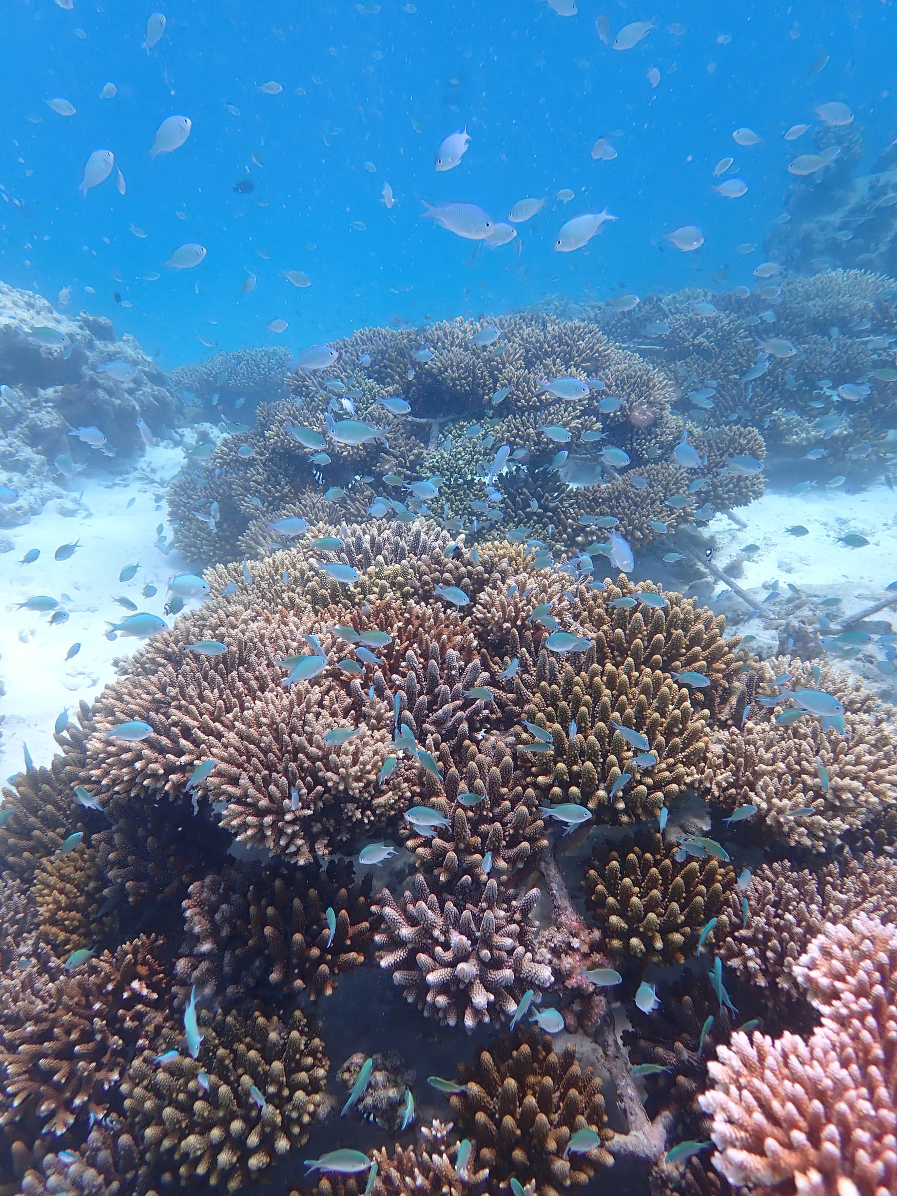 Constance Moofushi Resort – South Ari Atoll, Maldives – Fish Underwater