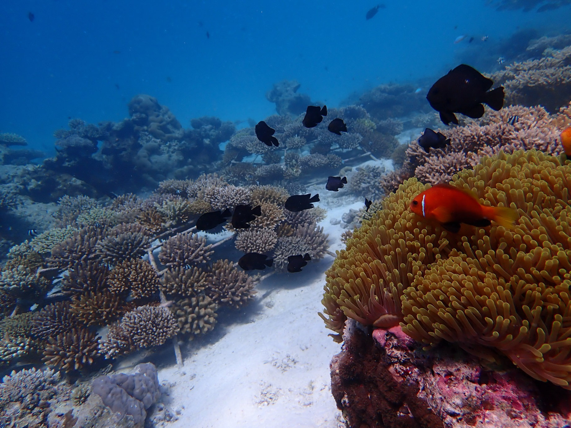 Constance Moofushi Resort - South Ari Atoll, Maldives - Fish Underwater