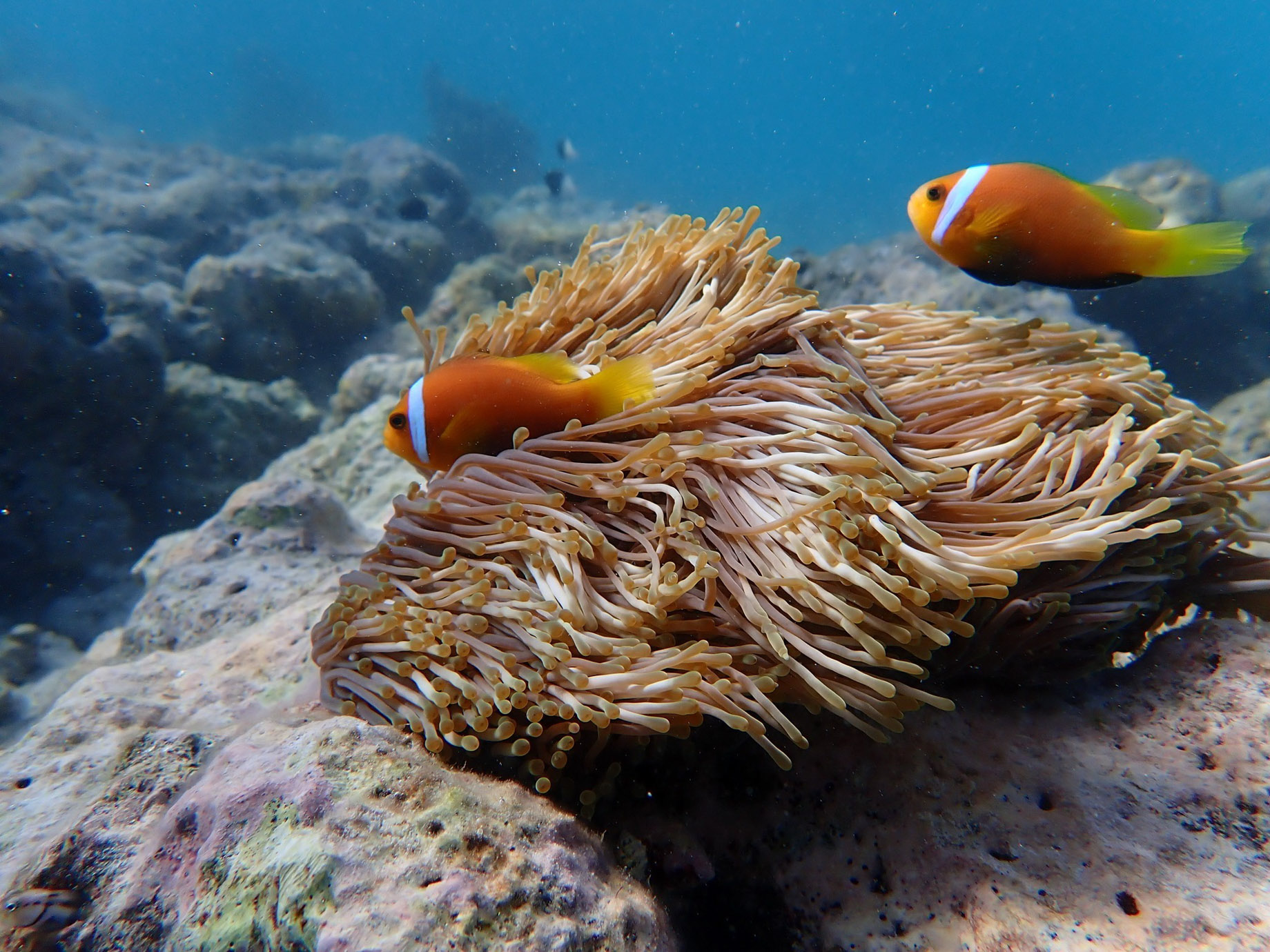 Constance Moofushi Resort – South Ari Atoll, Maldives – Fish Underwater