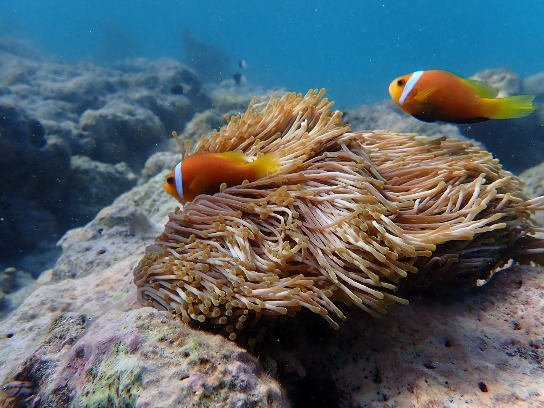 Constance Moofushi Resort – South Ari Atoll, Maldives – Fish Underwater