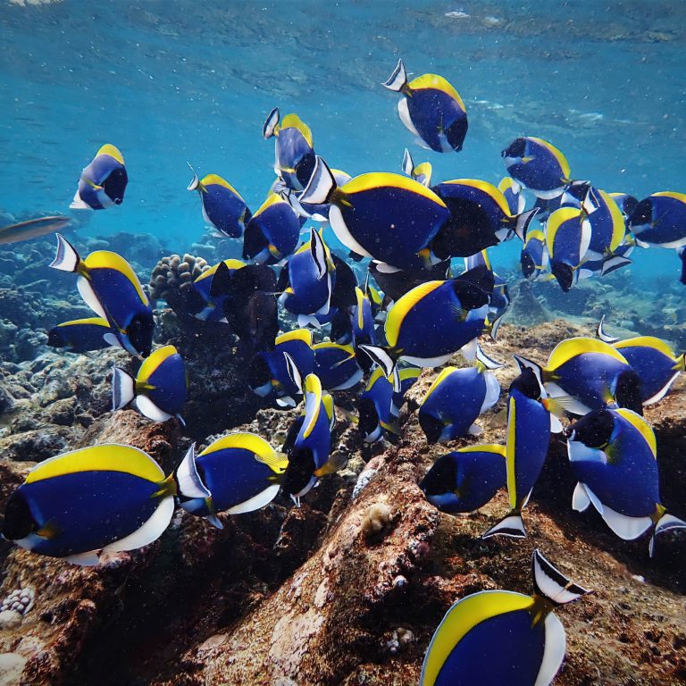Constance Moofushi Resort – South Ari Atoll, Maldives – Fish Underwater