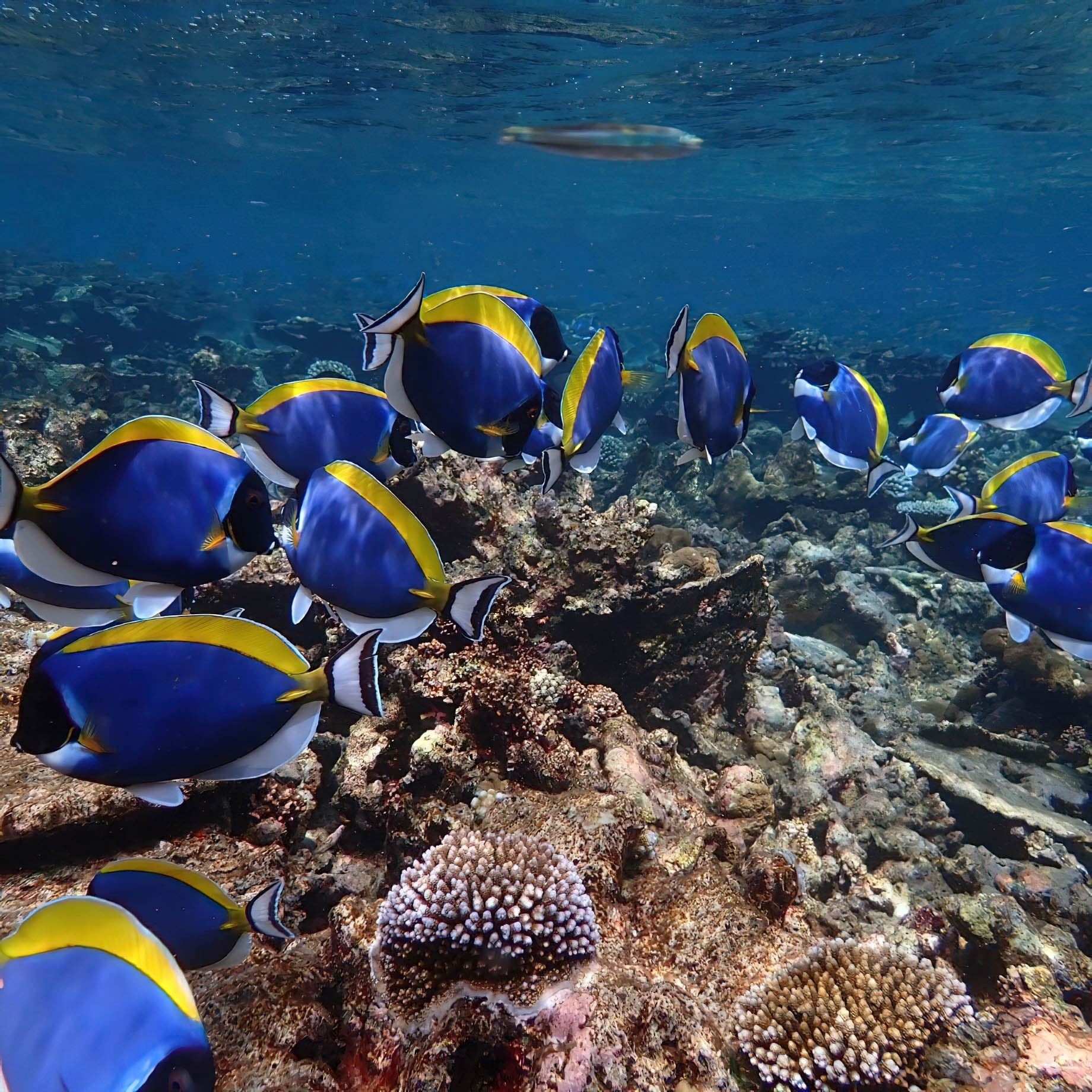 Constance Moofushi Resort - South Ari Atoll, Maldives - Fish Underwater