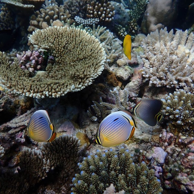 Constance Moofushi Resort – South Ari Atoll, Maldives – Fish Underwater