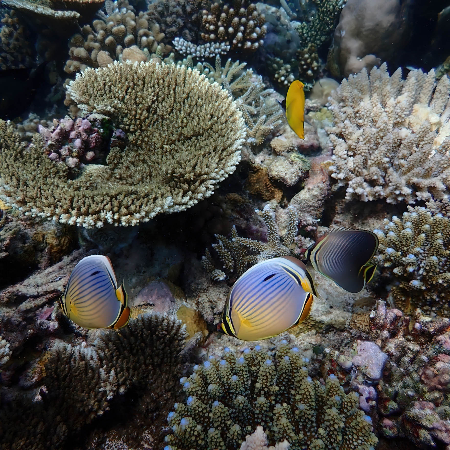 Constance Moofushi Resort - South Ari Atoll, Maldives - Fish Underwater
