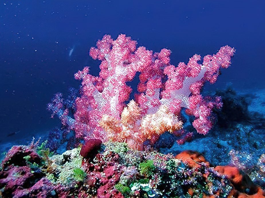 Constance Moofushi Resort - South Ari Atoll, Maldives - Fish Underwater