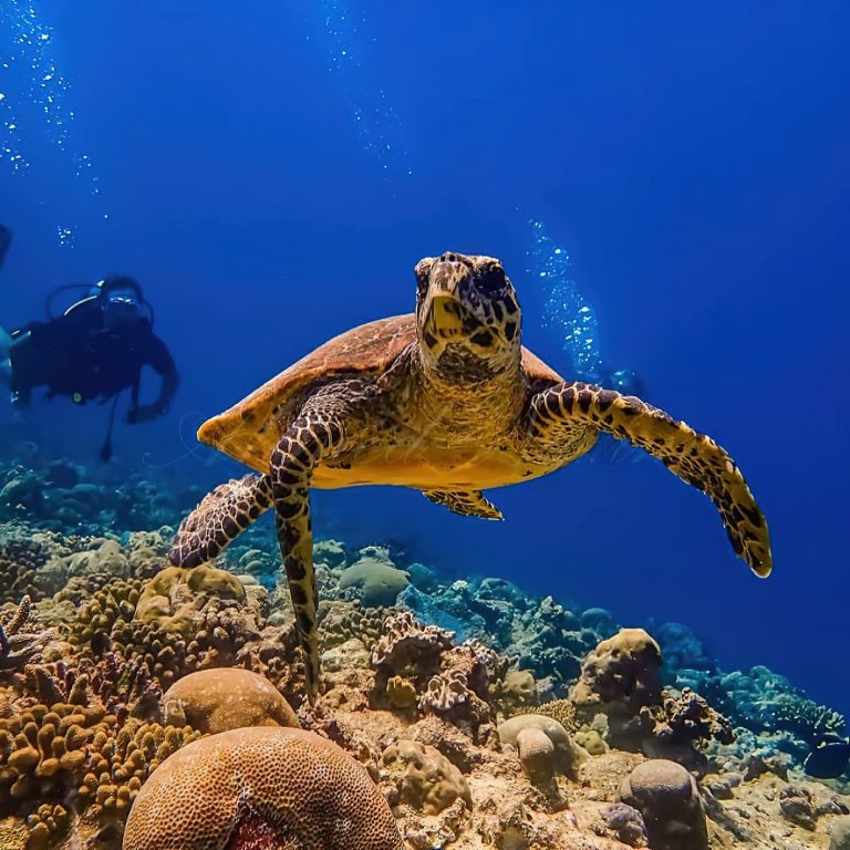Constance Moofushi Resort – South Ari Atoll, Maldives – Scuba Diving