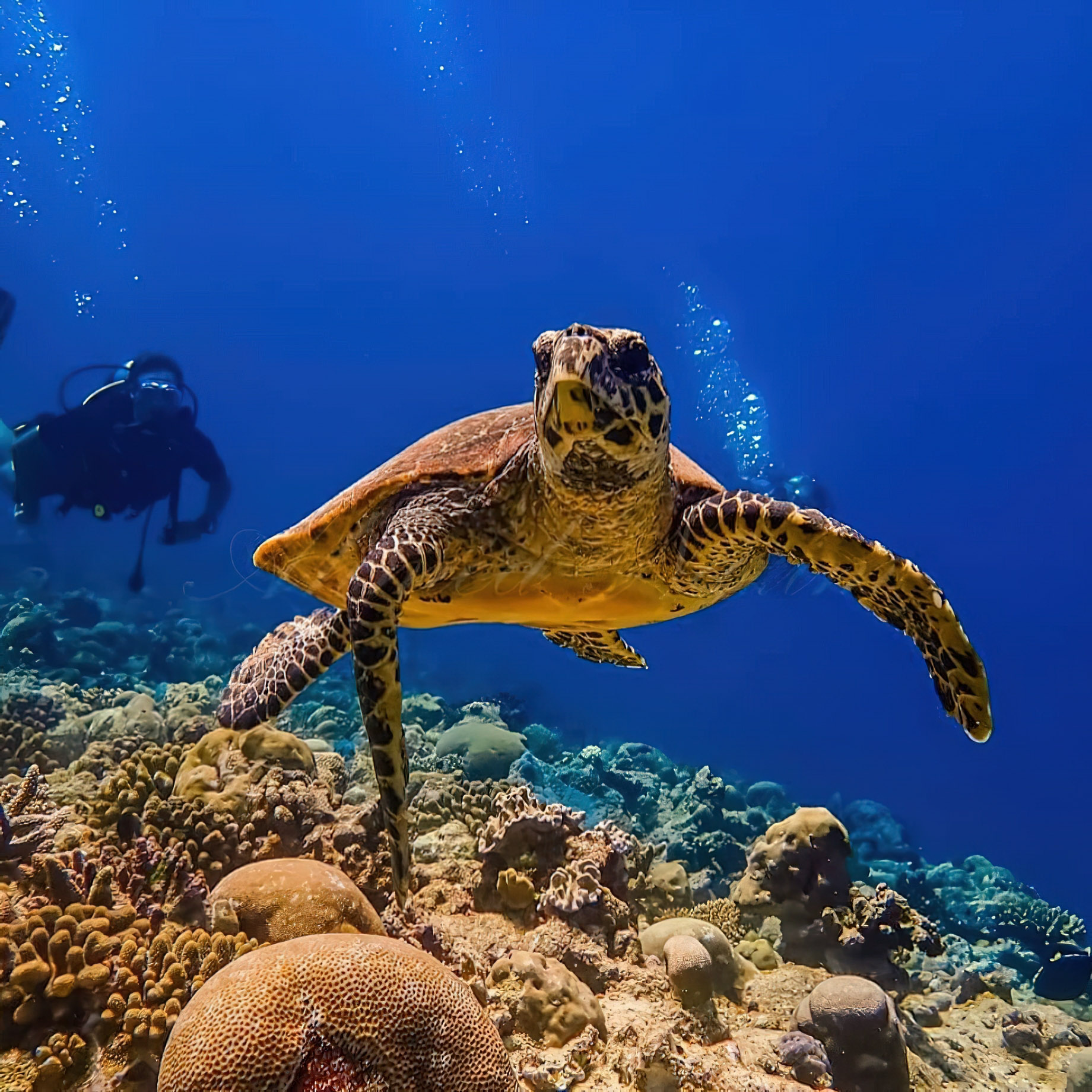 Constance Moofushi Resort - South Ari Atoll, Maldives - Scuba Diving