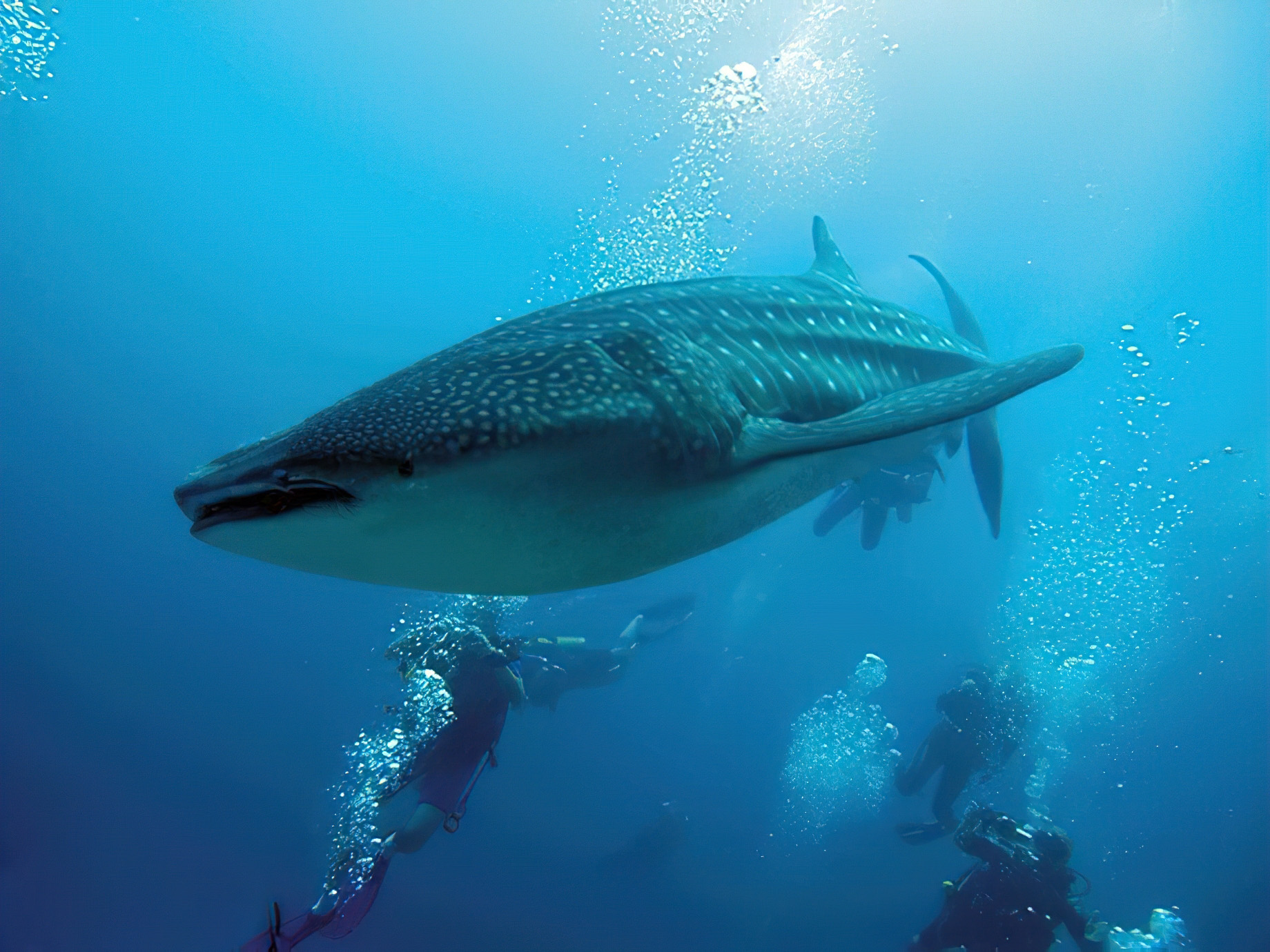 Constance Moofushi Resort – South Ari Atoll, Maldives – Scuba Diving