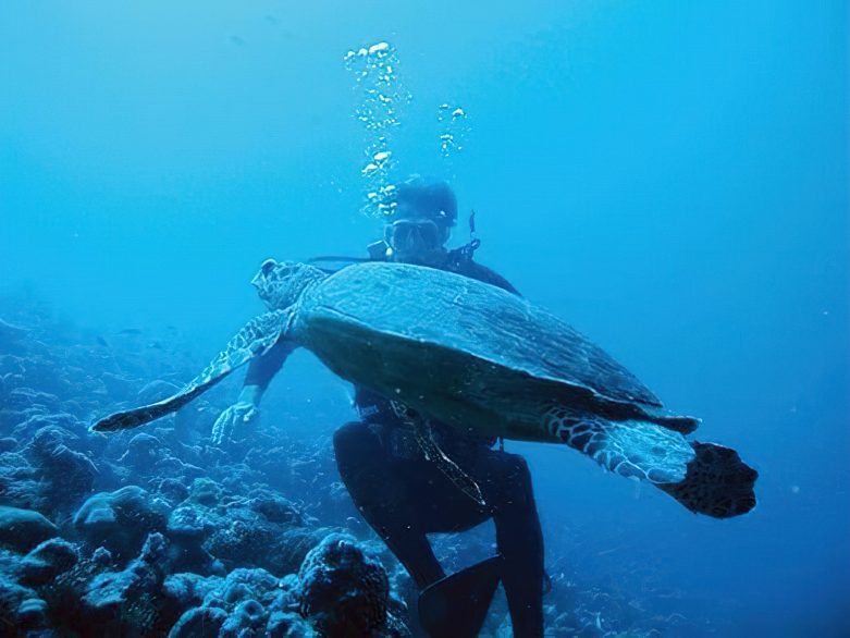 Constance Moofushi Resort - South Ari Atoll, Maldives - Scuba Diving