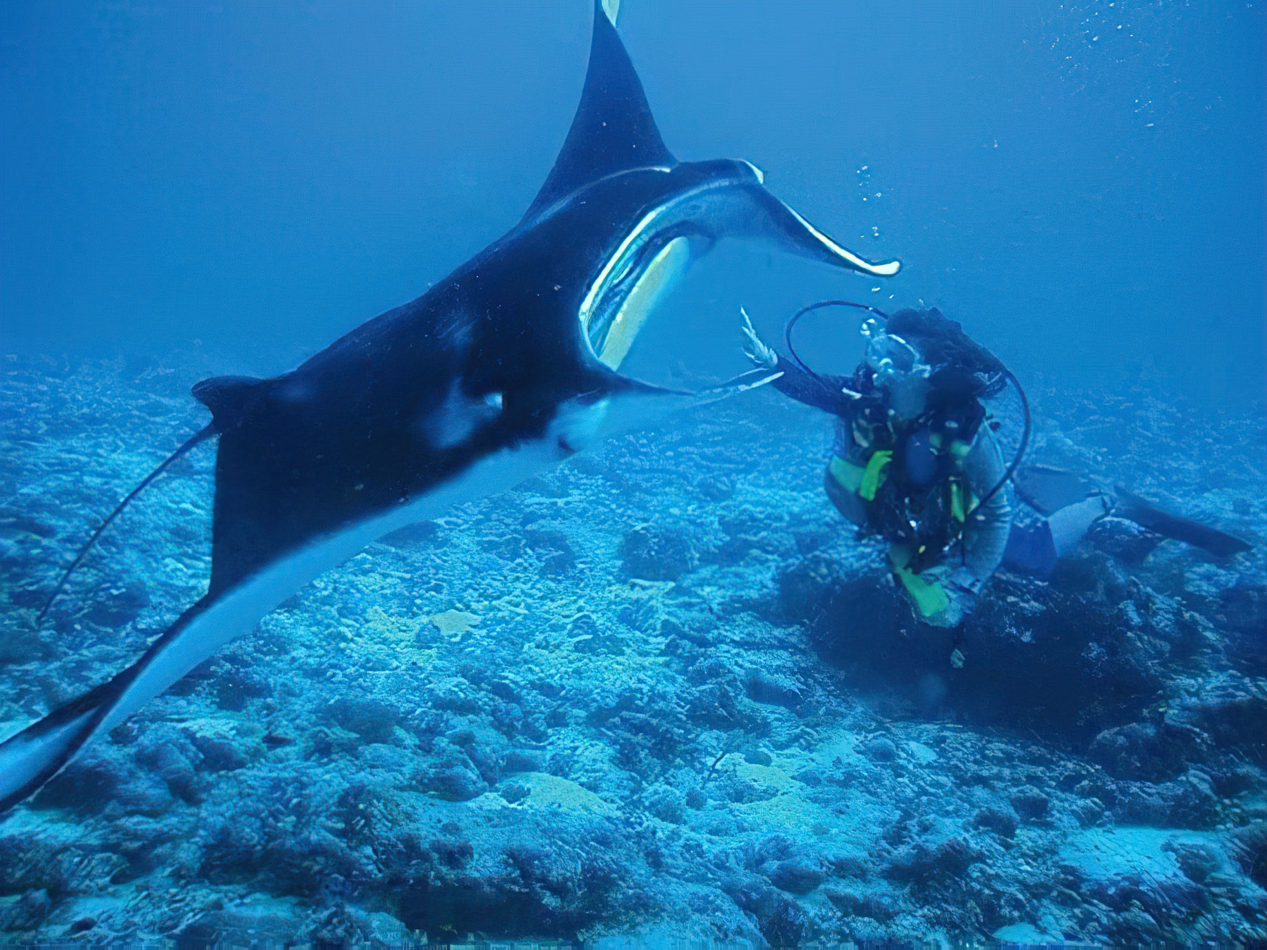 Constance Moofushi Resort - South Ari Atoll, Maldives - Scuba Diving